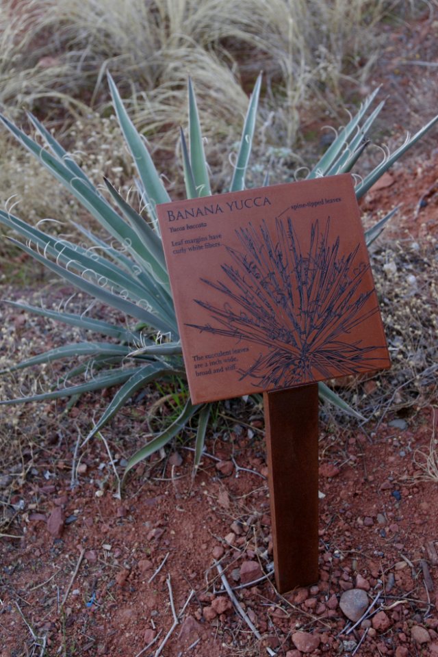 Outdoor Native Plant Display