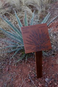Outdoor Native Plant Display