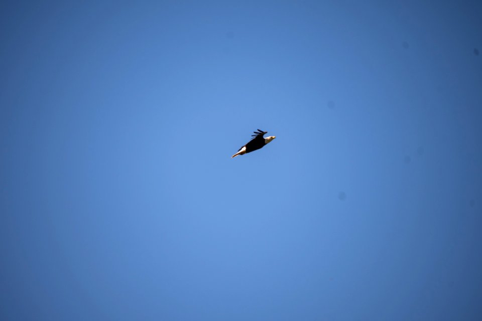 2019 Walk for the Woods Bacon Ridge Natural Area 153 Bald Eagle