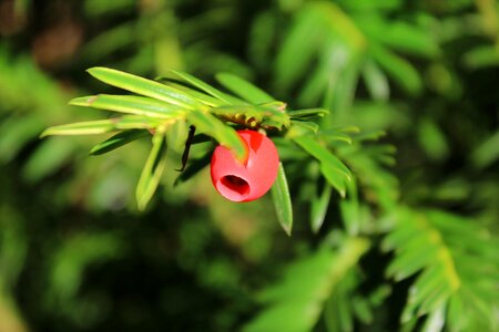 Needle branch needles european yew photo