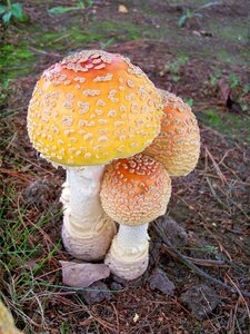 Plant fungi forest photo