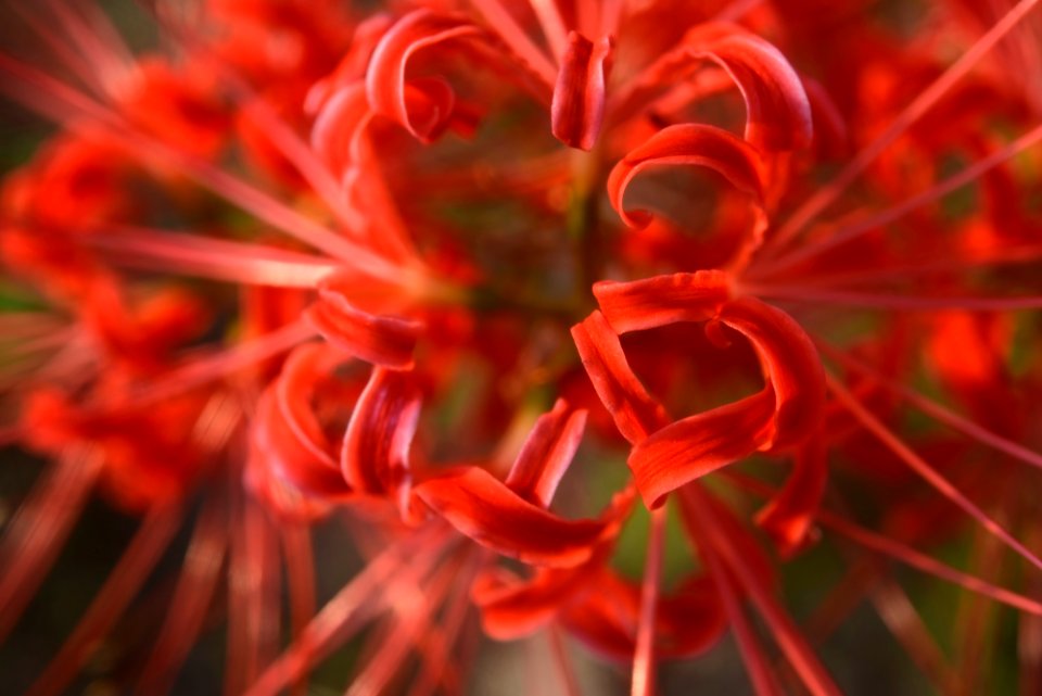 Spider Lily Only