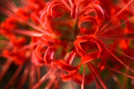Spider Lily Only