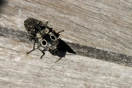 Beetle Eyed Click, NPSPhoto, R. Cammauf