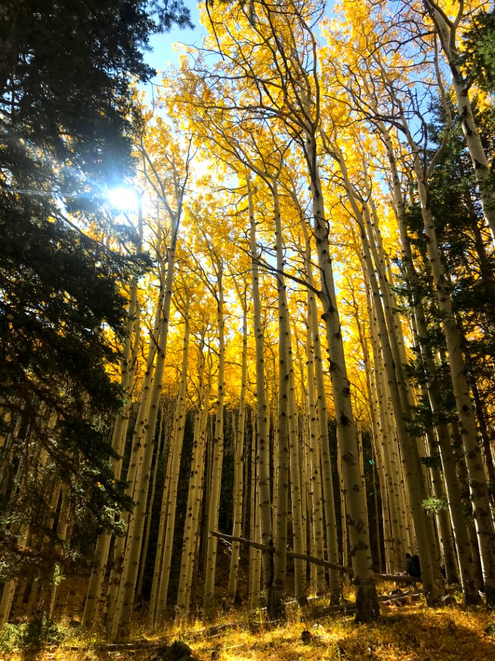 Fall in Lockett Meadow