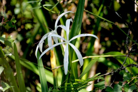 Swamp Lily, NPSPhoto, R. Cammauf.jpg photo