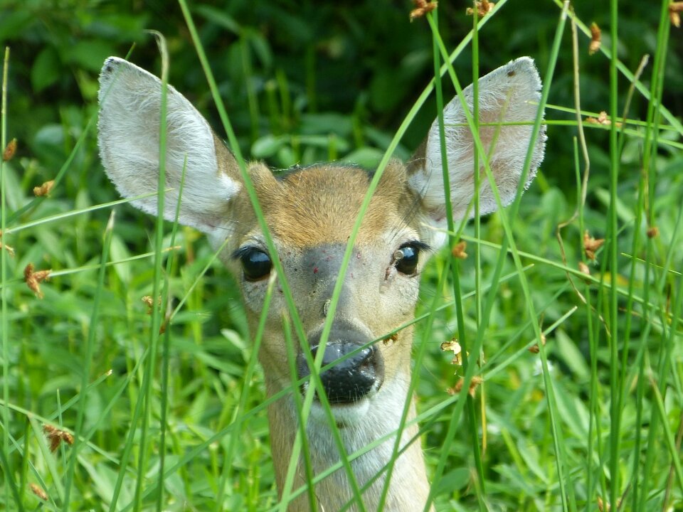 Wildlife nature looking