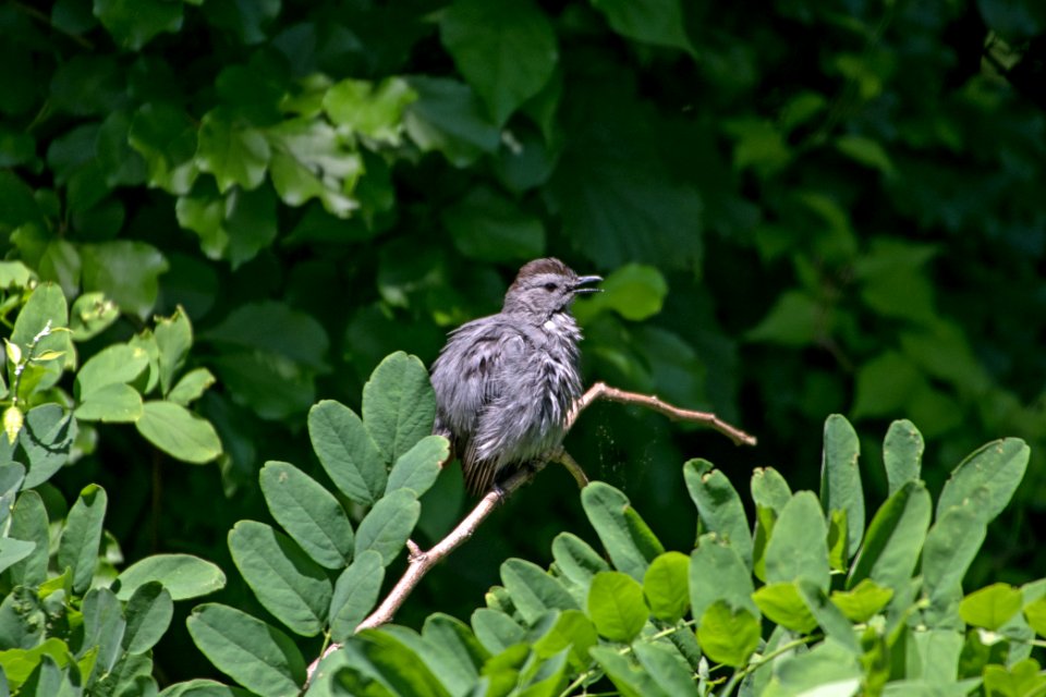 Gray Catbird 06-16-2018 114