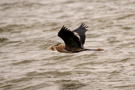 Great Blue Heron 06-07-2019 086 Sandy Point