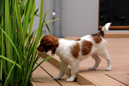 Kooiker dog pet