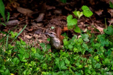 Carolina Wren 06-29-2019 01