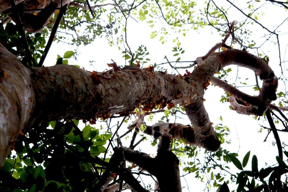 gumbo limbo tree, NPSPhoto, R. Cammauf