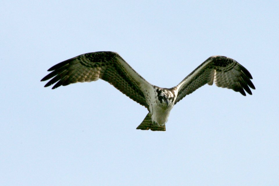 Osprey (10), NPSPhoto, R. Cammauf