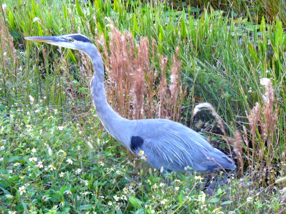 Great Blue Heron, NPSphoto, P.Baxter