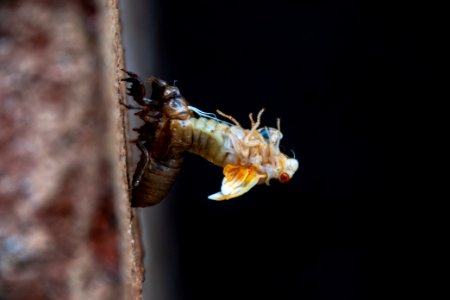 Cicada Molting 011