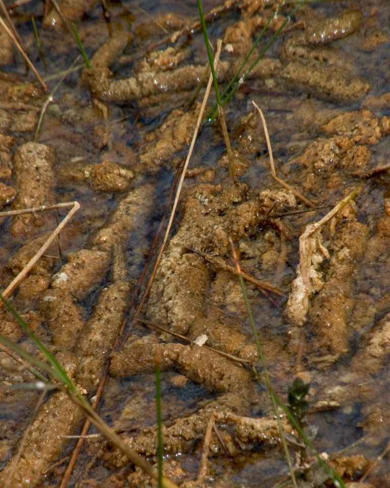 Periphyton (4), NPSPhoto