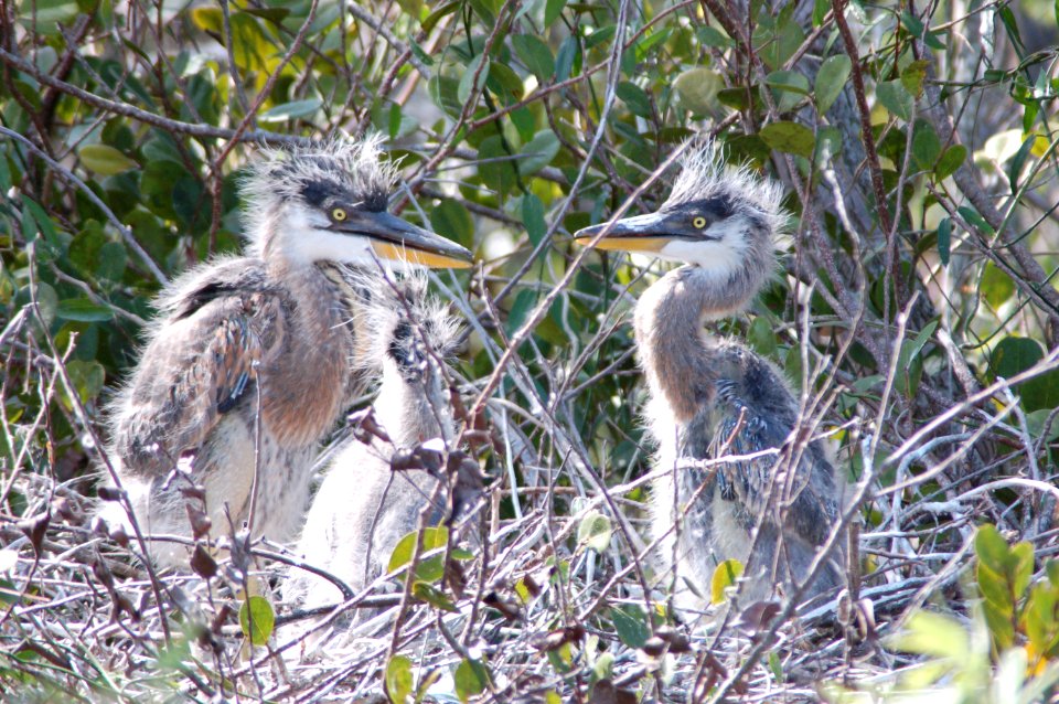 Great Blue Heron- Immature, NPSphotos.jpg