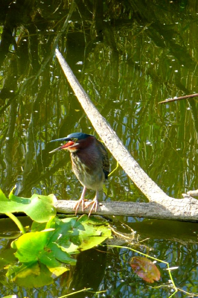 Green Heron- Talking , NPSphoto, P.Baxter