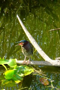 Green Heron- Talking , NPSphoto, P.Baxter