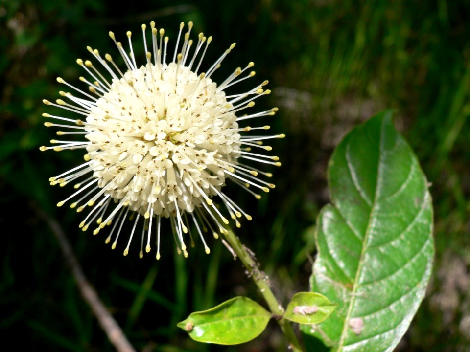 button Bush, NPSPhoto.jpg
