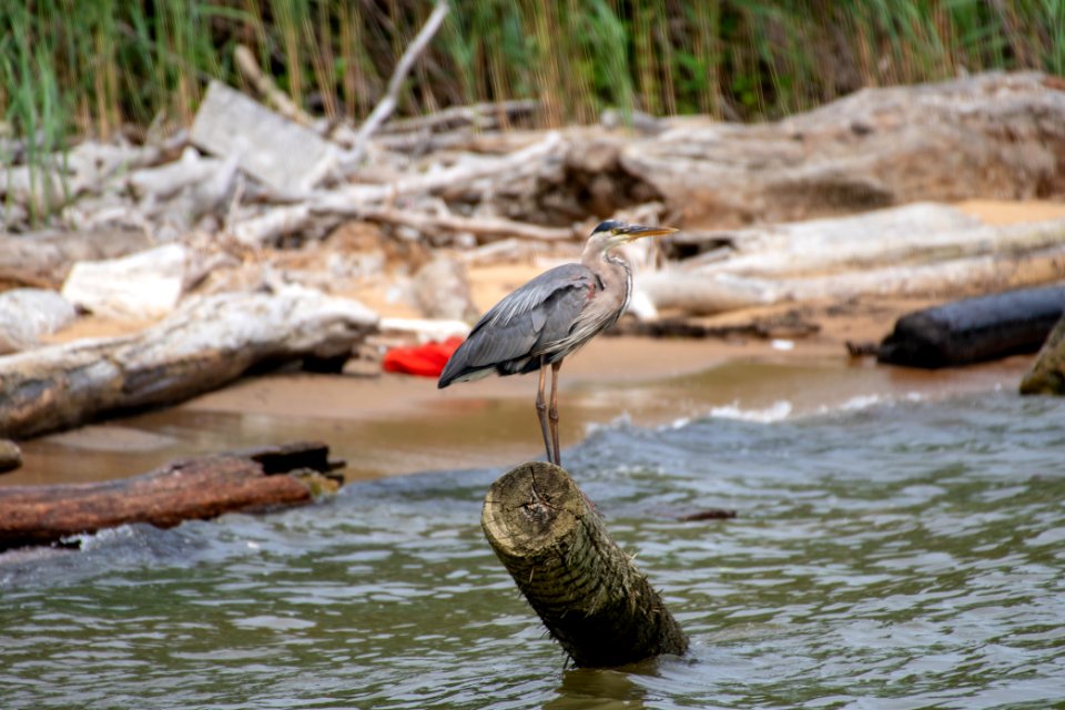 Great Blue Heron 06-07-2019 004 Sandy Point