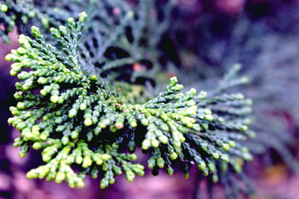 Cypress under glass tree summer