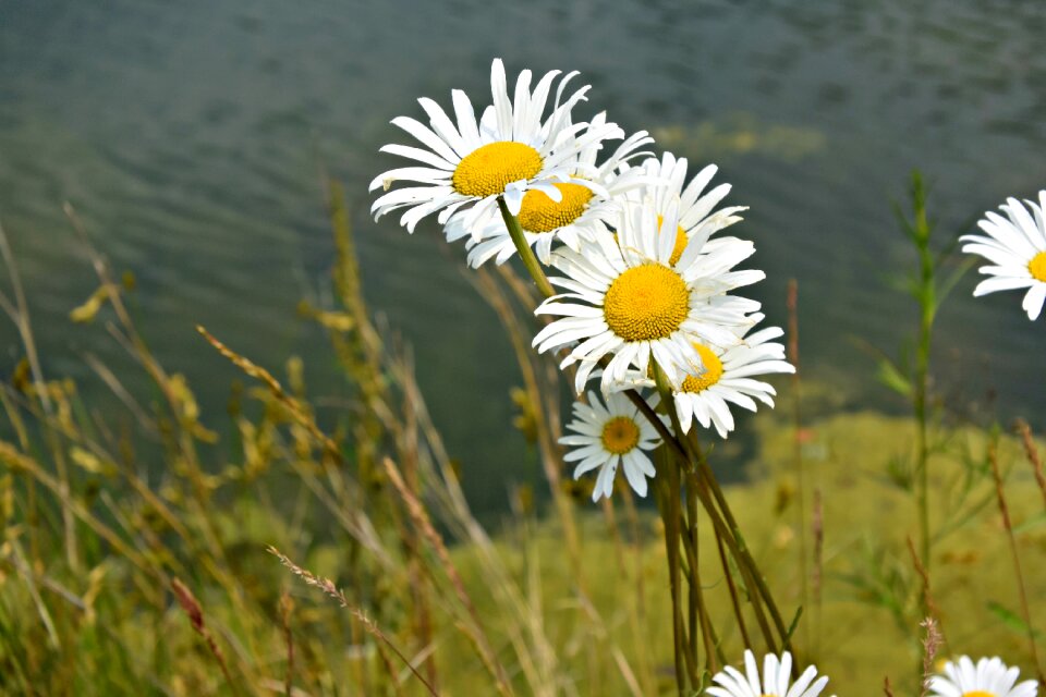 Flowers keywords fotomontáž plant
