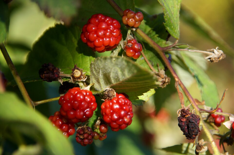 Healthy eat ripe