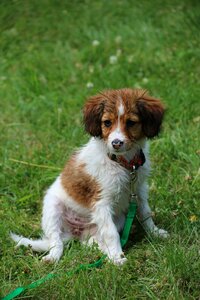 Wet kooikerhondje kooiker