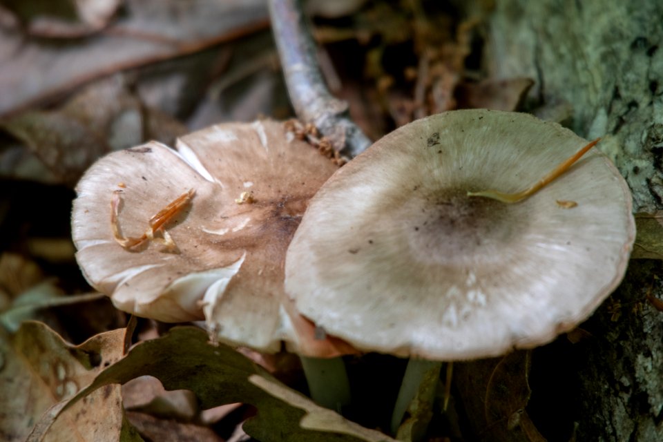 2019 Walk for the Woods Bacon Ridge Natural Area 199