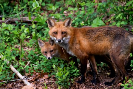Red Fox 05-06-2018 105 photo