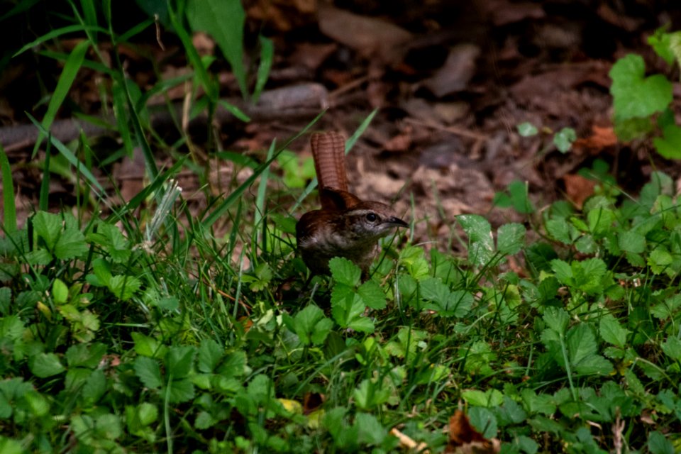 Carolina Wren 06-29-2019 04