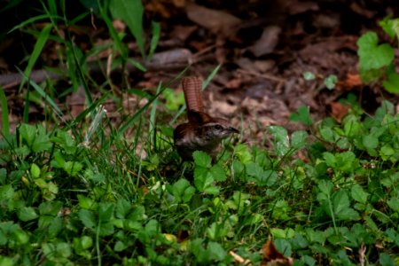 Carolina Wren 06-29-2019 04
