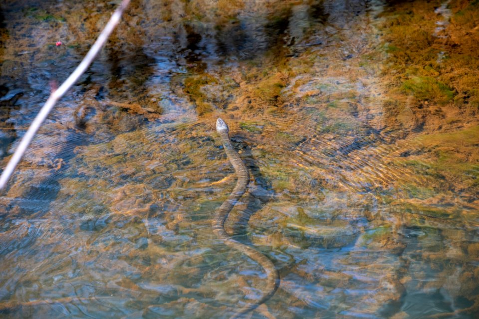2019 Bacon Ridge History Hike Northern Watersnake 150
