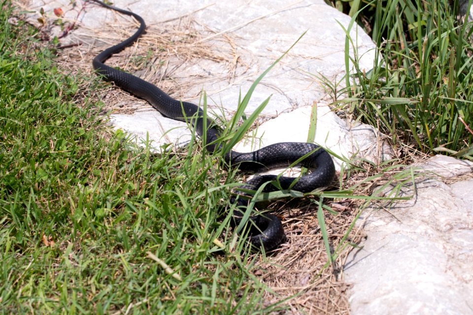 Northern Black Racer 06-08-2018 08
