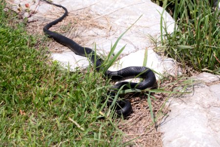 Northern Black Racer 06-08-2018 08