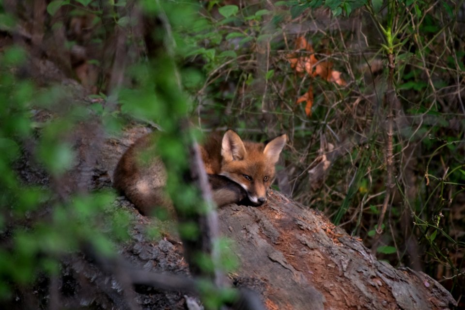 Red Fox 05-05-2018 002