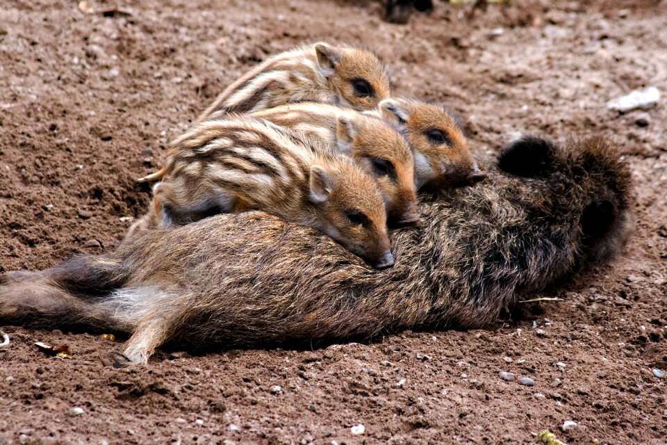 Forest nature little pig