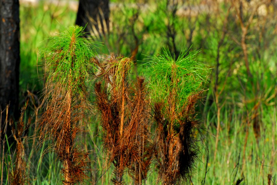Pinelands after a prescribed fire (2), NPSPhoto