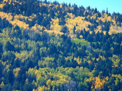 Fall colors in Lockett Meadow