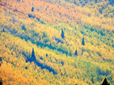 Fall colors in Lockett Meadow