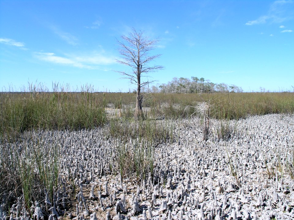 Dry Taylor Slough, NPSPhoto, S.Zenner
