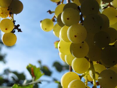Fruit nature tasty
