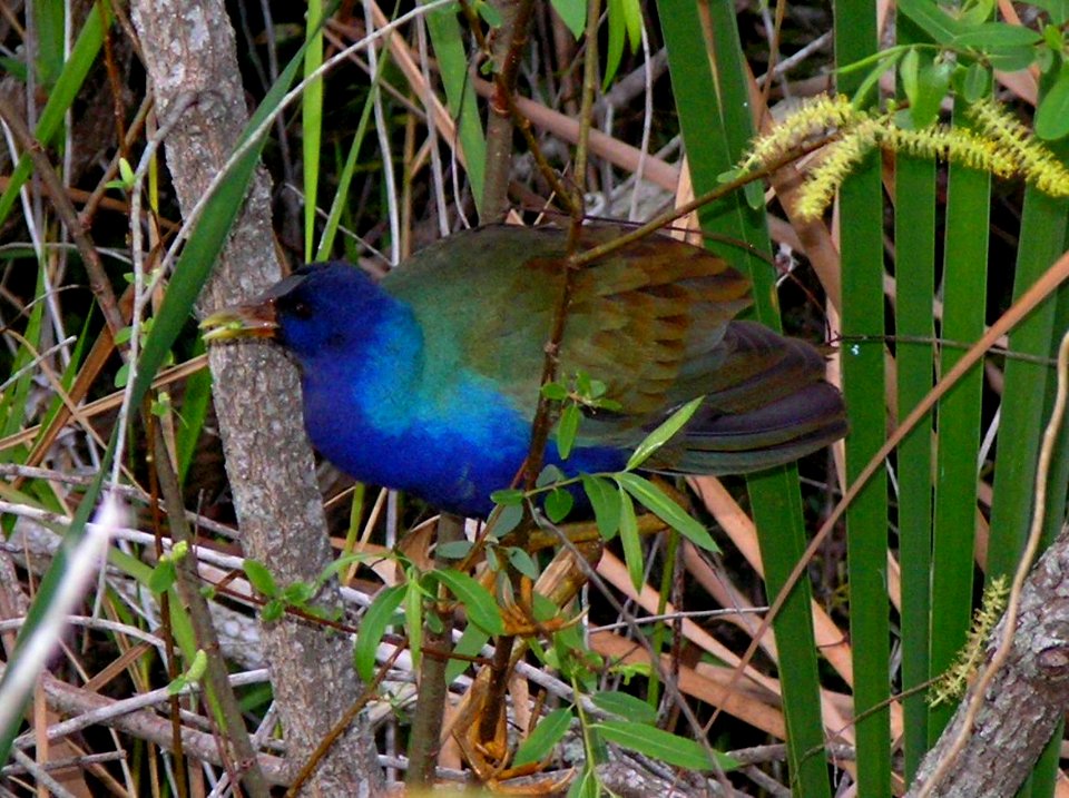 Purple Gallinule, NPSphoto, S. Zenner
