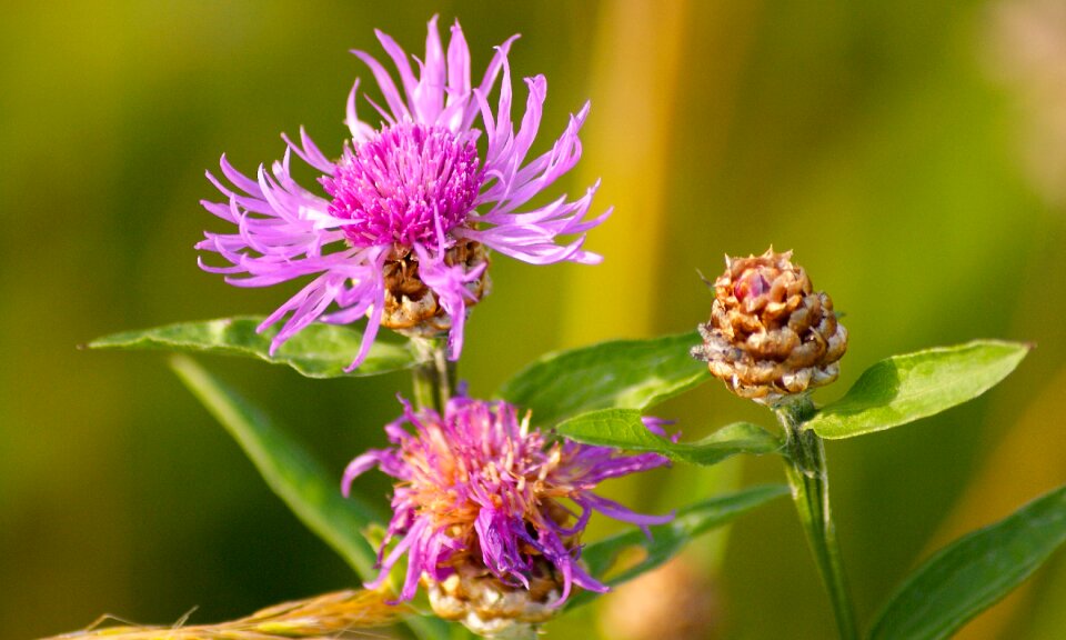 Violet bright wild flower