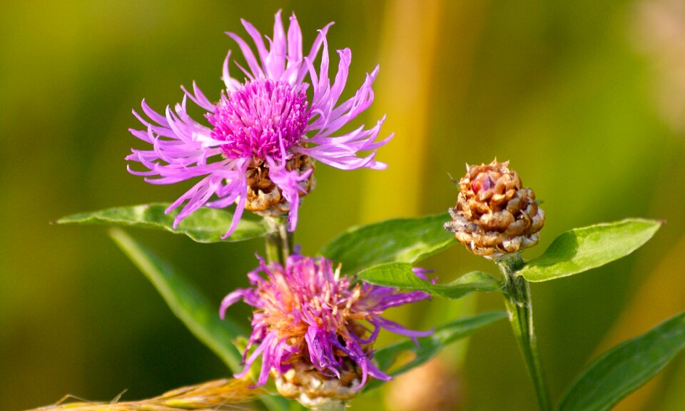 Violet bright wild flower photo