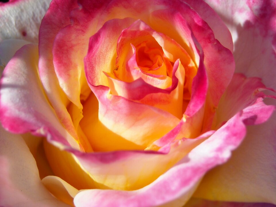 White romantic blossom