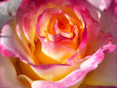 White romantic blossom