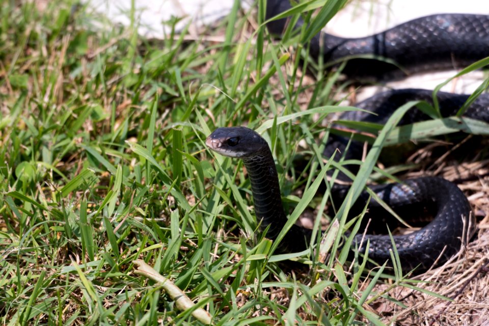 Northern Black Racer 06-08-2018 14