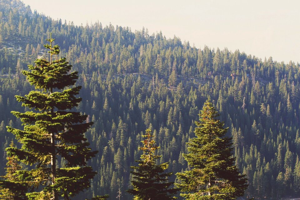 Woods green gray forest